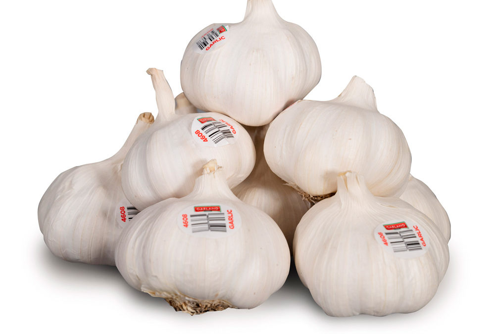 Fresh Whole Garlic with PLU